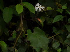 Trichosanthes bracteata