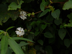 Trichosanthes bracteata