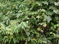 Trichosanthes bracteata