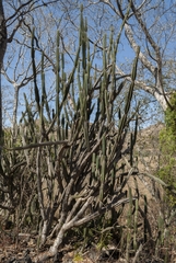 Cereus jamacaru calcirupicola