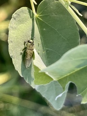Agaeocera scintillans
