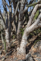 Cereus jamacaru calcirupicola