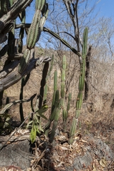 Cereus jamacaru calcirupicola