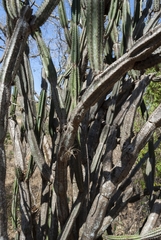 Cereus jamacaru calcirupicola