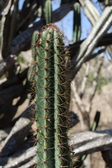 Cereus jamacaru calcirupicola