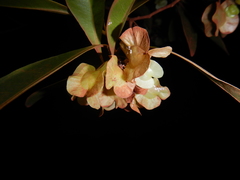 Dodonaea polyandra