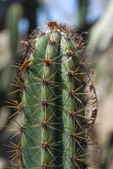 Cereus jamacaru calcirupicola