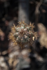 Cereus jamacaru calcirupicola