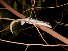 Pseudothecadactylus australis