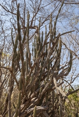 Cereus jamacaru calcirupicola