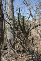 Cereus jamacaru calcirupicola