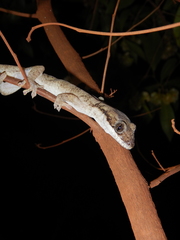 Pseudothecadactylus australis