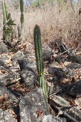 Cereus jamacaru calcirupicola