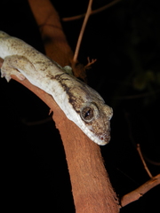 Pseudothecadactylus australis