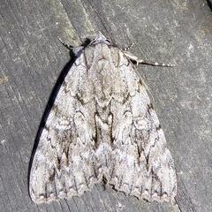 Catocala habilis