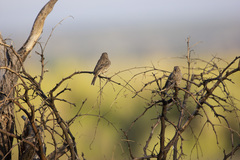 Haemorhous mexicanus