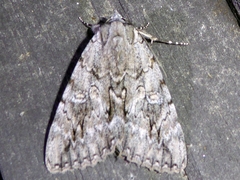 Catocala habilis