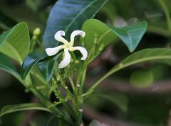 Tabernaemontana elegans