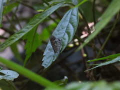 Arhopala birmana asakurae