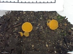 Ramsbottomia asperior