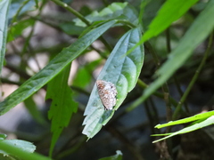 Arhopala birmana asakurae