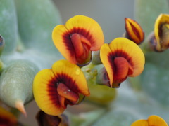 Daviesia pachyphylla