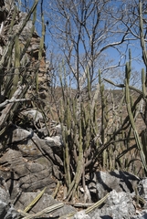 Cereus jamacaru calcirupicola