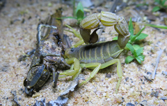 Parabuthus mossambicensis