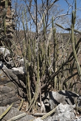 Cereus jamacaru calcirupicola