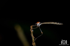 Leptogaster obscuripennis