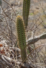 Cereus jamacaru calcirupicola