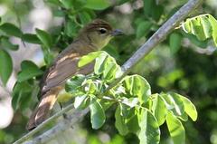 Chlorocichla flaviventris flaviventris