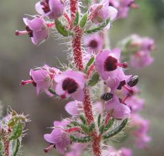 Erica setacea
