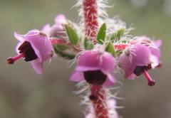 Erica setacea