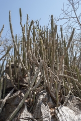 Cereus jamacaru calcirupicola