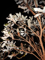 Banksia dentata