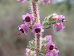 Erica setacea