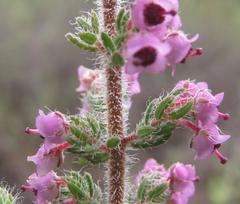 Erica setacea