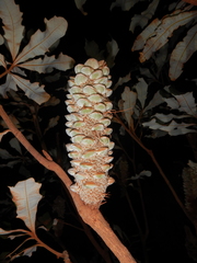 Banksia dentata