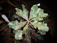 Banksia dentata