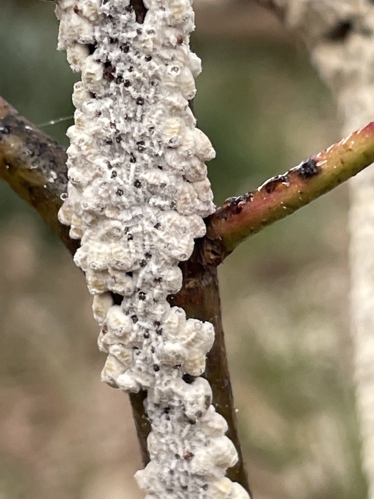 Scale Insects from Lipton Drive, Frankston, VIC, AU on August 27, 2021 ...