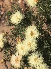 Melaleuca systena