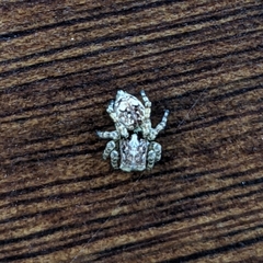 Attulus fasciger