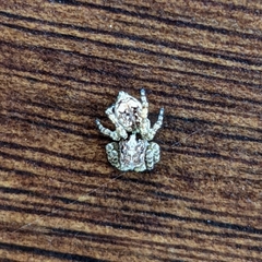 Attulus fasciger