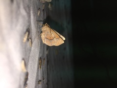 Metarranthis pilosaria