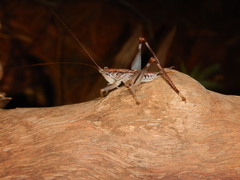Nicsara bifasciata