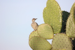 Melanerpes aurifrons