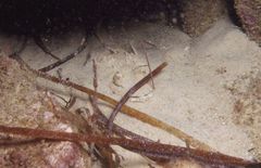 Thysanophrys cirronasus