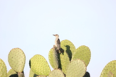 Melanerpes aurifrons