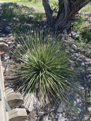 Dasylirion leiophyllum